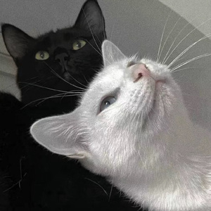 麻豆黄桃www久久爽爽
