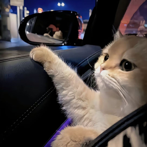 老婆和狗哪个了
